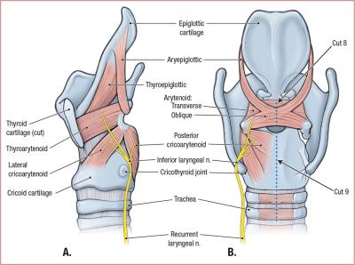 thumbs/Intrinsic Muscles of Larynx.jpeg.jpg